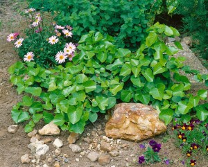 Hedera helix Arborescens C2 40-50