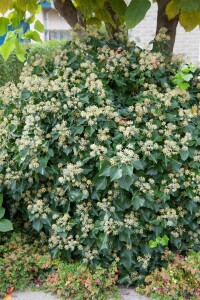 Hedera helix Arborescens C2 40-50