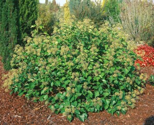 Hedera helix Arborescens C2 40-50