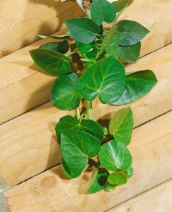 Hedera helix Arborescens C2 40-50