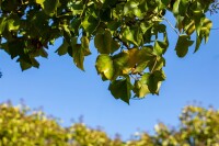 Hedera helix Arborescens C2 40-50