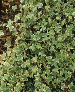 Hedera helix Goldchild 2 L RoCo 60-100