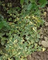 Hedera helix Goldchild 2 L RoCo 60-100