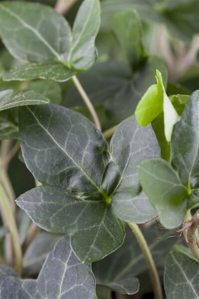 Hedera helix Plattensee kräftig 100- 125 cm