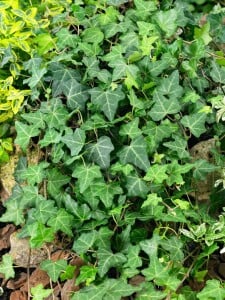 Hedera helix Plattensee kräftig 100- 125 cm