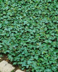 Hedera helix Plattensee kräftig 100- 125 cm