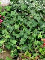 Hedera helix Plattensee kräftig 100- 125 cm