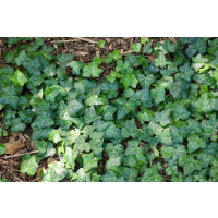 Hedera helix Spetchley 20- 25 cm