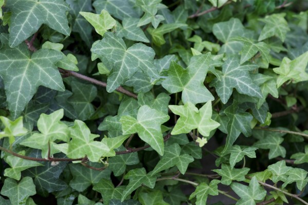 Hedera helix Woerner 80- 100 cm