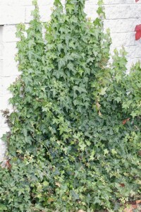 Hedera helix Woerner 80- 100 cm