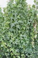 Hedera helix Woerner 80- 100 cm