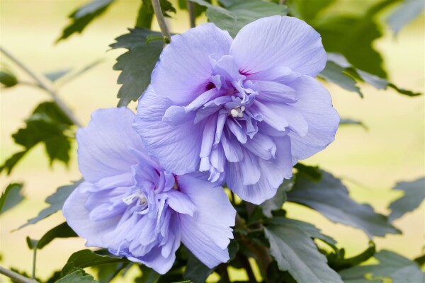 Hibiscus syriacus Blue Chiffon 60- 80 cm