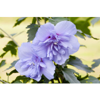 Hibiscus syriacus Blue Chiffon 60- 80 cm