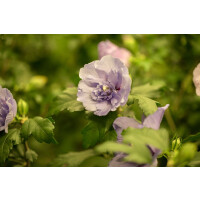 Hibiscus syriacus Lavender Chiffon kräftig 3xv mb...
