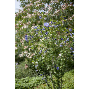 Hibiscus syriacus Oiseau Bleu Stammhöhe 80 cm + Krone