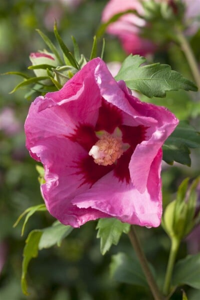 Hibiscus syriacus PINK GIANT 12 cm Topf - Grüße nach Saison