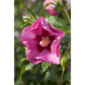 Hibiscus syriacus PINK GIANT 12 cm Topf -...