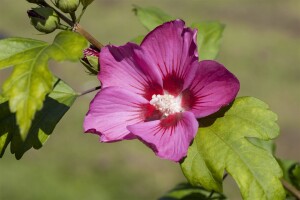 Hibiscus syriacus PINK GIANT 12 cm Topf - Grüße nach Saison