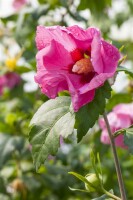 Hibiscus syriacus PINK GIANT 12 cm Topf - Grüße nach Saison