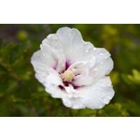 Hibiscus syriacus Pinky Spot 40- 60 cm
