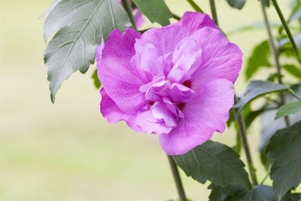 Hibiscus syriacus Purple Ruffles 60- 80 cm