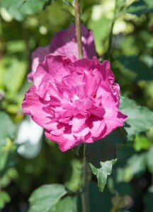 Hibiscus syriacus Purple Ruffles 60- 80 cm