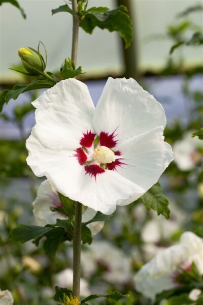 Hibiscus syriacus Red Heart 9 cm Topf - Höhe variiert we. 15-20