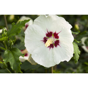 Hibiscus syriacus Red Heart 9 cm Topf - Höhe...