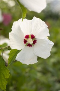 Hibiscus syriacus Red Heart 9 cm Topf - Höhe variiert we. 15-20