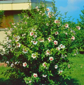 Hibiscus syriacus Red Heart 9 cm Topf - Höhe variiert we. 15-20