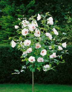 Hibiscus syriacus Red Heart 9 cm Topf - Höhe variiert we. 15-20