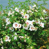 Hibiscus syriacus Red Heart 9 cm Topf - Höhe variiert we. 15-20