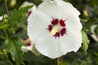 Hibiscus syriacus Red Heart 9 cm Topf - Höhe variiert we. 15-20