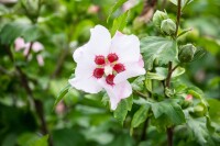 Hibiscus syriacus Red Heart 9 cm Topf - Höhe variiert we. 15-20