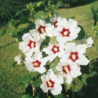 Hibiscus syriacus Red Heart 9 cm Topf - Höhe variiert we. 15-20