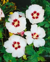 Hibiscus syriacus Red Heart 9 cm Topf - Höhe variiert we. 15-20