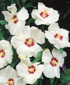 Hibiscus syriacus Red Heart 60- 80 cm