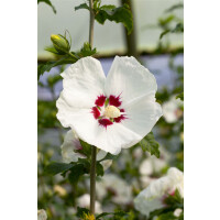 Hibiscus syriacus Red Heart 60- 80 cm