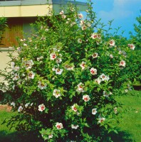 Hibiscus syriacus Red Heart 60- 80 cm