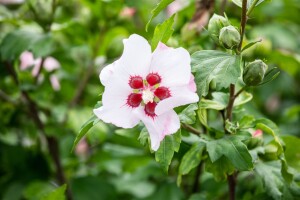 Hibiscus syriacus Red Heart Stammhöhe 80 cm + Krone