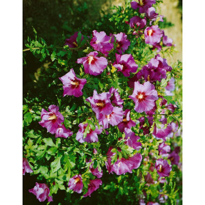 Hibiscus syriacus Russian Violet 60- 80 cm
