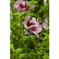 Hibiscus syriacus Russian Violet 80- 100 cm