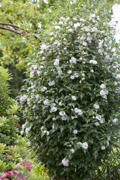 Hibiscus syriacus Speciosus 60- 80 cm