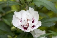 Hibiscus syriacus Speciosus 60- 80 cm