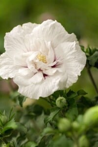 Hibiscus syriacus White Chiffon kräftig 125- 150 cm