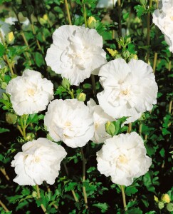 Hibiscus syriacus White Chiffon kräftig 125- 150 cm