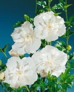 Hibiscus syriacus White Chiffon kräftig 125- 150 cm