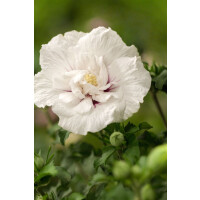Hibiscus syriacus White Chiffon kräftig 125- 150 cm
