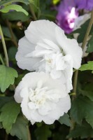 Hibiscus syriacus White Chiffon kräftig 125- 150 cm