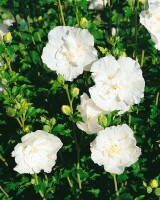 Hibiscus syriacus White Chiffon kräftig 125- 150 cm